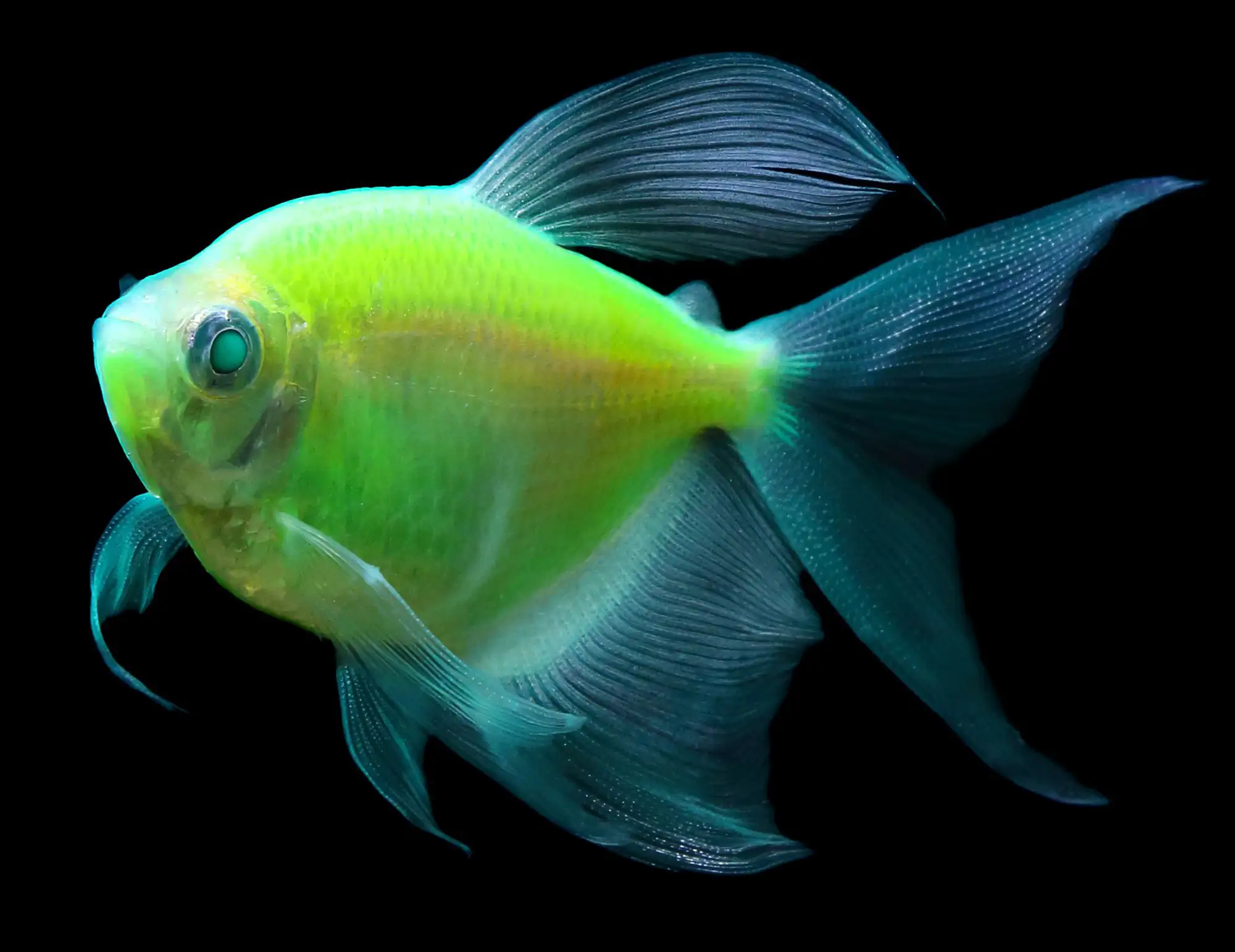 GloFish, Electric Green Longfin Tetra